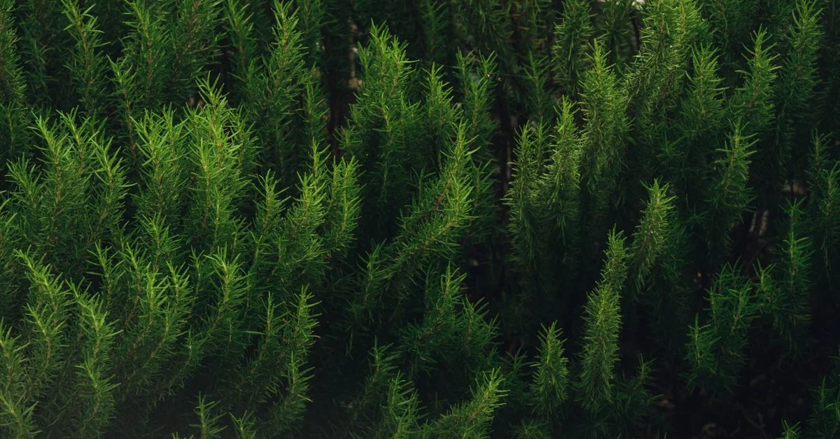 Croissance dense de plantes de romarin montrant leur couleur verte vibrante et leurs feuilles en forme d'aiguilles.